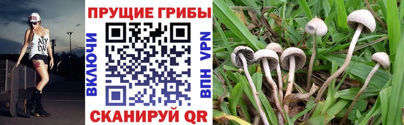Псилоцибиновые грибы прущие грибы KRAKEN рабочий сайт Алейск